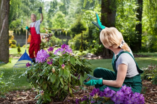 A woman wearing teal gardening gloves is kneeling in a well-maintained garden, carefully tending to a cluster of vibrant purple flowering plants with broad green leaves. The garden features a lush, green lawn bordered by mulch and decorative stones, with various shrubs and trees providing a natural backdrop. In the background, a person dressed in a red apron and grey shirt is seen raking or sweeping the grass, indicating active outdoor maintenance. The scene is set in a bright, sunny day with natural light filtering through the surrounding mature trees, creating a peaceful and inviting outdoor environment typical of a landscaped garden in Harrow. The overall layout suggests a thoughtfully designed outdoor space, with a focus on floral displays and clean, landscaped borders, reflecting professional gardening efforts by companies such as Landscapers Harrow.