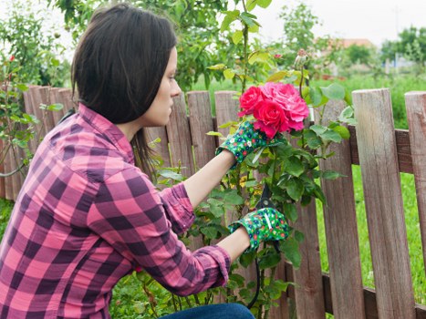 A woman with medium-length dark hair, wearing a pink and purple checkered shirt and gardening gloves, is tending to a flowering shrub with large, vibrant pink blossoms in a garden setting. She is positioned beside a wooden fence constructed of vertical planks, which separates her garden from an outdoor space with green grass, trees, and other vegetation in the background. The scene appears to be during daytime with natural light, possibly on a mild, slightly cloudy day, emphasizing the natural tones of the plants and wooden elements. The garden features a mix of grass, soil, and well-maintained greenery, suggesting ongoing outdoor maintenance typical of local gardening services in Harrow or surrounding areas. The woman’s focus on the flowering plant reflects typical gardening activities like pruning or planting, aligned with professional gardening and landscaping efforts such as those provided by Landscapers Harrow.