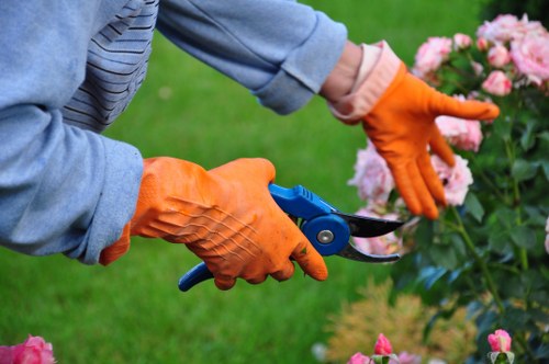 A gardener wearing orange protective gloves is using a pair of pruning shears to trim pink flowering shrub in a well-maintained garden. The garden features a lush, green lawn with a neat border of flowering plants and shrubs, along with a paved pathway visible in the background. The scene is set outdoors on a clear day with natural lighting, highlighting the vibrant colors of the flowers and the fresh appearance of the garden. This image exemplifies garden maintenance and shrub pruning, key services offered by Landscapers Harrow in the Harrow area, with the garden arranged in a tidy and visually appealing layout typical of professional landscaping in northwest London.