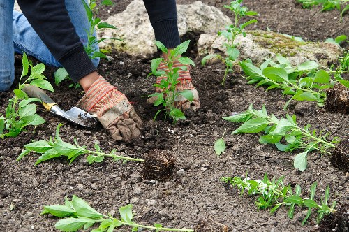 A gardener wearing protective gloves is engaging in planting small shrubs or young bushes in a well-prepared garden bed, which features dark, rich soil with visible texture and moisture. The garden arrangement includes several newly planted green plants with elongated, glossy leaves, evenly spaced in a neat row, suggesting organized landscaping work. In the foreground, loose soil and additional plants or planting materials are visible, while larger rocks or stones are positioned towards the background, creating a natural border or feature within the garden. The outdoor environment appears to be well-maintained, likely situated in a residential or commercial front or back garden, with the scene possibly captured during daylight with soft natural light. The overall setting emphasizes nurturing and developing a vibrant, green outdoor space, aligning with professional gardening and landscaping services offered by companies such as Landscapers Harrow, serving areas like Harrow and broader regions in London.