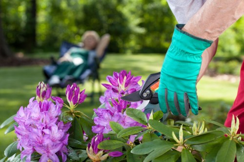 A gardener's gloved hand using pruning shears to trim vibrant purple rhododendron flowers in a well-maintained garden, with a neatly trimmed lawn and green foliage in the background. The garden features a mix of flowering shrubs and grass, with natural sunlight illuminating the scene, indicating clear weather. The setting is in a residential outdoor space, possibly in Harrow or the surrounding area, reflecting the gardening and landscaping services of Landscapers Harrow. The scene captures the emphasis on garden care and maintenance, highlighting the importance of precise pruning and healthy plant growth as part of professional garden landscaping or lawn care services.