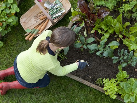 The image depicts a woman kneeling in a well-maintained garden, working on a raised wooden flower bed filled with various leafy green vegetables and herbs. She is wearing a bright yellow-green cardigan, dark jeans, red rubber boots, and black gardening gloves. The garden features a lush, green lawn surrounding the flower bed, with clearly defined edges and healthy grass. In the background, there are other garden plants, possibly including shrubs or small trees, contributing to a vibrant outdoor environment typical of residential landscaping in Harrow. To her left, garden tools including a wooden tray with small gardening implements are visible, suggesting she is engaged in planting or weeding activity. The scene is lit by natural daylight, indicating a clear, possibly sunny day. This image exemplifies practices such as vegetable gardening and outdoor maintenance that professional gardeners, like those at Landscapers Harrow, can assist with to enhance garden aesthetics and productivity, aligning with services in local garden care and landscaping.