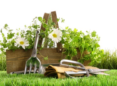 A close-up of a neatly maintained garden area in Harrow, showing a vibrant green lawn with dense, healthy grass in the foreground. Behind the lawn, there is a wooden garden bed filled with lush, potted greenery, including trailing plants and small shrubs. Gardening tools such as a hand trowel, pruning shears, and a small rake are positioned on the grass near the garden bed, suggesting recent gardening activity. The garden is outdoors, with natural daylight illuminating the scene, and the background hints at a well-kept outdoor space typical of residential properties in Harrow, suitable for landscaping and planting services provided by landscapersharrow.co.uk. The scene emphasizes a tidy, well-organized garden environment ideal for planting, lawn care, and outdoor maintenance services.