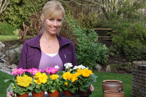 A woman with blonde hair, wearing a purple jacket and a light-colored top, stands in a well-maintained garden holding a black tray of potted flowering plants with bright yellow, pink, and white blossoms. The garden features a lush green lawn, a stone pathway, various shrubs, and trees in the background, along with brick steps leading to a higher level. The scene appears sunny with natural daylight, highlighting the vibrant colors of the flowers and greenery, typical of a landscaped outdoor space in Harrow. The setting reflects a professional gardening or landscaping environment, suitable for outdoor garden care or planting services offered by companies like landscapersharrow.co.uk.